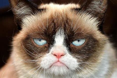 Grumpy Cat Not Amused Meme Make Memes