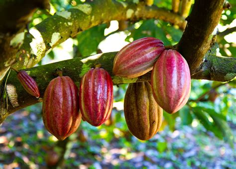 Rainforest Chocolate Tours Costa Rica Edition Pack More Into Life