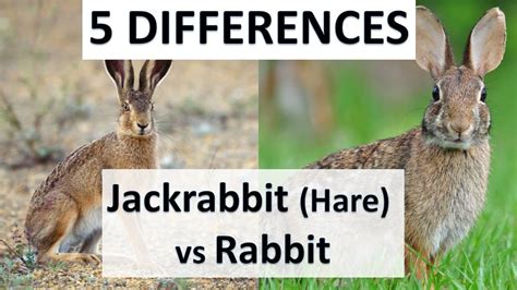 Difference Between Rabbits And Jackrabbits Hares Short Documentary