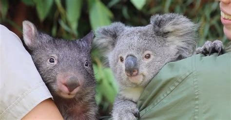 Wombat And Koala Strike Up Friendship During Lockdown Koala Cute