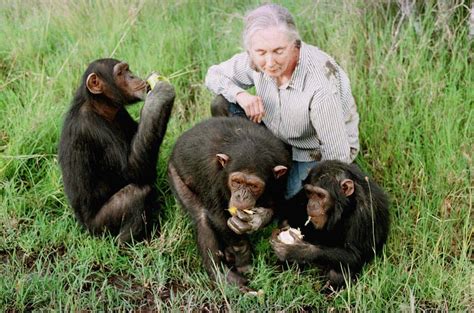 Goodall Ever Hopeful We Will Save The Chimp Mpr News