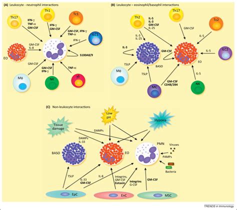 Living And Dying For Inflammation Neutrophils Eosinophils Basophils