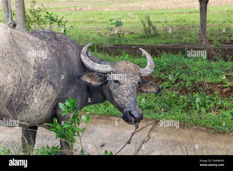 Carabao In The Green Field Hi Res Stock Photography And Images Alamy