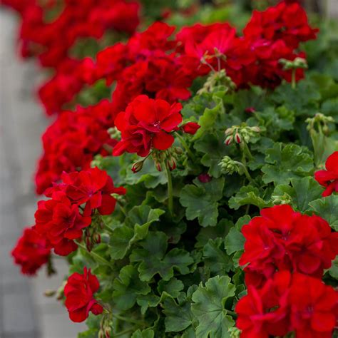 Pelargonium Peltatum Red Ivy Geranium Western Star Nurseries