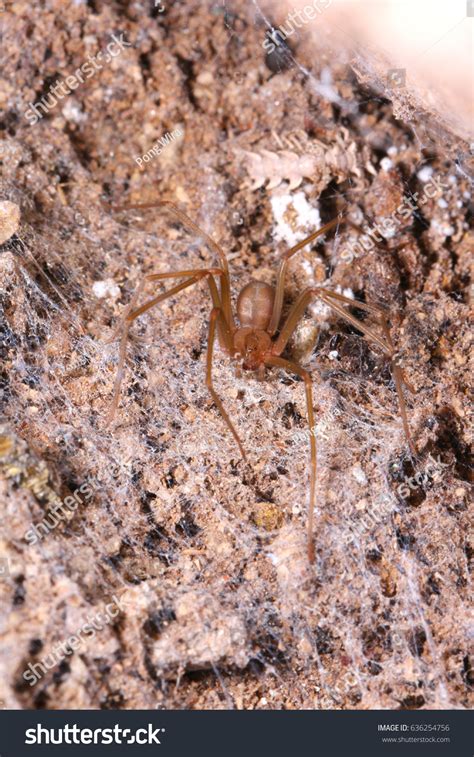 Brown Recluse Spider Habitat Stock Photo 636254756 Shutterstock