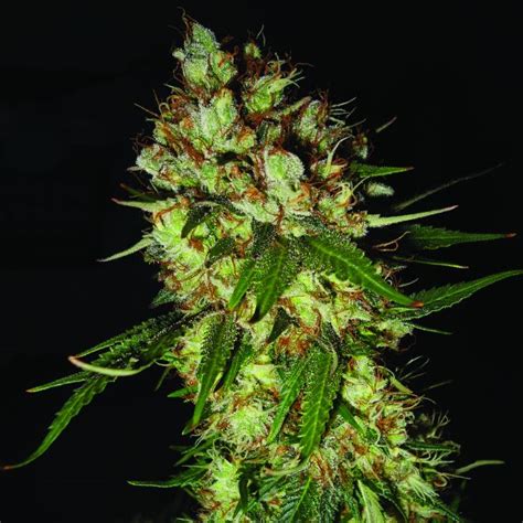 Royal Purple Kush Cbd Emerald Triangle Seeds