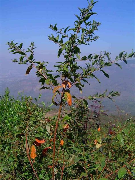 Clutia Abyssinica Plants Of Ngorongoro Crater Tanzania · Inaturalist
