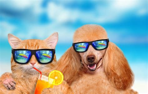 Wallpaper Summer Cat Dog Vacation Images For Desktop Section