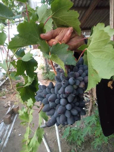 Apakah Anggur Hitam Bisa Berbuah Di Segala Tempat Pohon Anggur Genjah