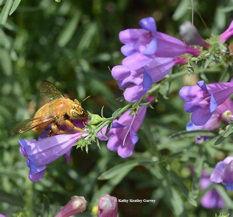 Rain Wont Cancel Open House Plant Sale At Uc Davis Bee Garden Bug