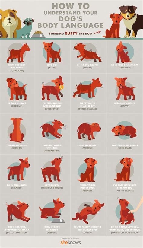 Dog Body Language Chart Decoding Behavior The Whoot Dog Body