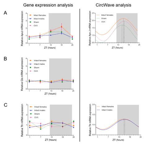 Age Sex Hormones And Circadian Rhythm Regulate The Expression Of