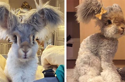 Wally The Cutest Rabbit With Enormous Ears That Resemble Butterfly