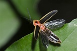 Keeping the Lights Burning: The Status of Fireflies in the United ...