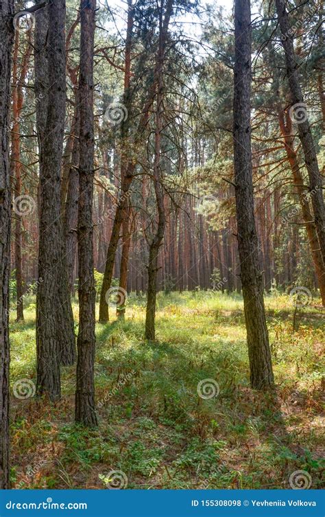 Sunny Day In The Forest Autumn Pine Forest Stock Photo Image Of