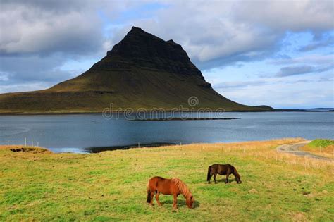 Kirkjufell Mountain And Icelandic Horses Grazing In The Foreground Of
