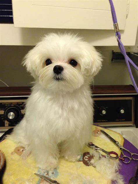 Cute Short Cut Ears And Fluffy Face Perfect Maltese Breed Maltipoo