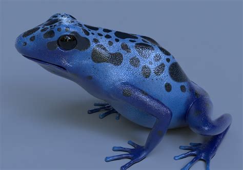 Blue Poison Dart Frog Dendrobates Azureus Cgtrader