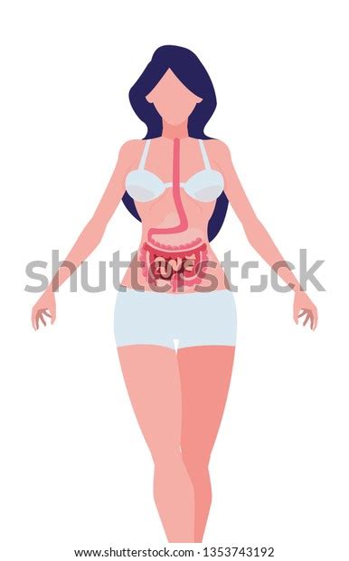 Female Anatomy Digestive System Stock Vector Royalty Free Shutterstock
