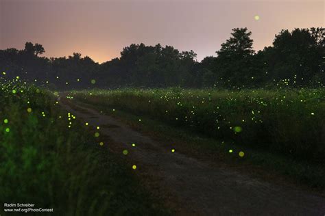 Fireflies Wildlife Promise Firefly Outdoor National Wildlife