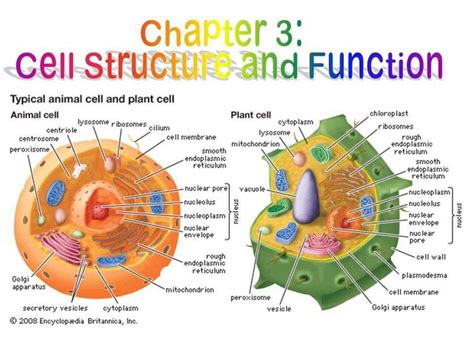 Chapter 3 Biology Cell Structure And Function Core 4 Quiz Quizizz