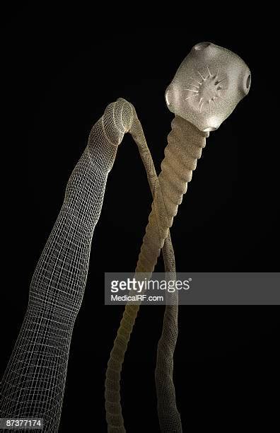 Tape Worm Photos And Premium High Res Pictures Getty Images