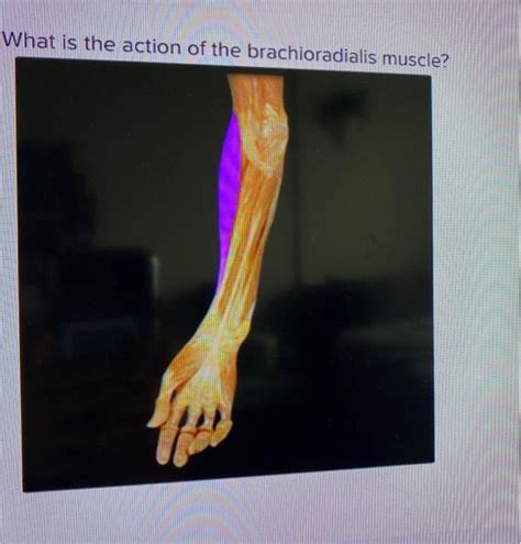 Solved What Is The Action Of The Brachioradialis Muscle