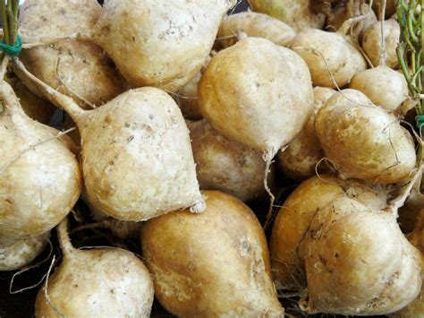 Jicama makes an easy hash because jicama is crunchy and can be eaten raw, . Try growing jicama, a root vegetable that adds sweetness ...