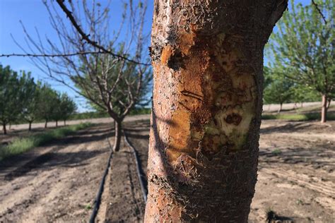 Bacterial Canker And Blast In California Almond Trees West Coast Nut