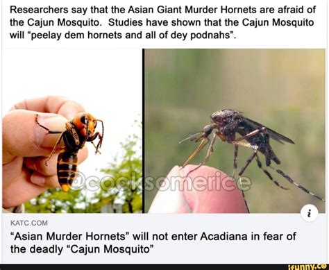 Researchers Say That The Asian Giant Murder Hornets Are Afraid Of The