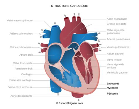 Système Cardiaque Anatomie Cardiologie Vasculaire Cours Soignants