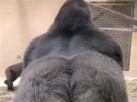 Gorilla Terrifies And Delights Zoo Guests With His ‘smooth Move News