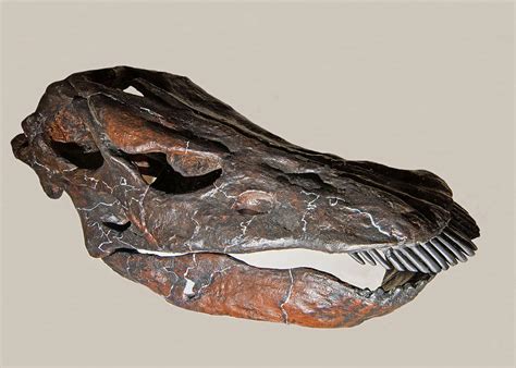 Diplodocus Skull Fossil Photograph By Millard H Sharp Fine Art America