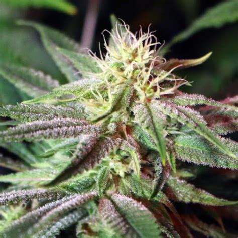 Pink Champagne Strain Pink Champagne Seeds From