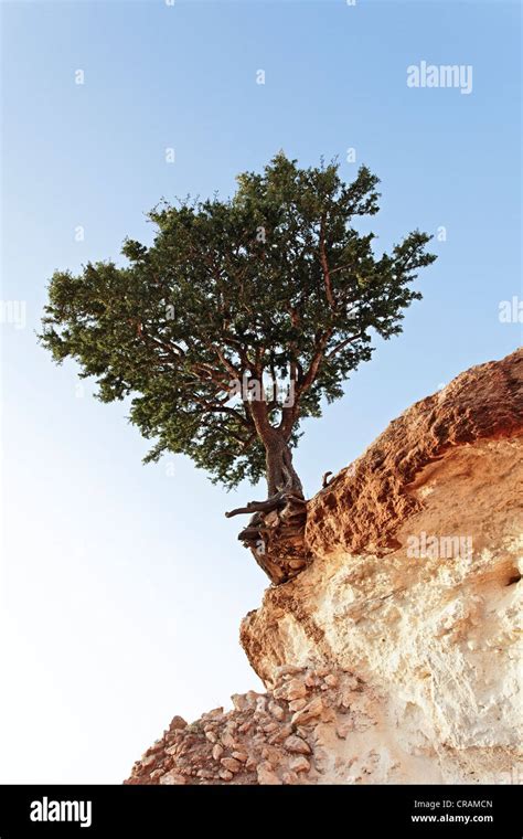 Argan Argania Spinosa Tree Growing On The Edge Of A Cliff Near