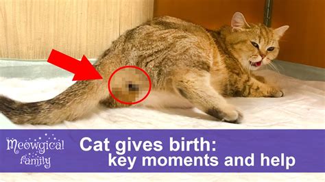 Cat Gives Birth To The Tiniest Kitten Process And Comments Youtube