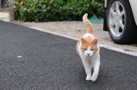 Fileorange And White Tabby Cat Walking Hisashi 01
