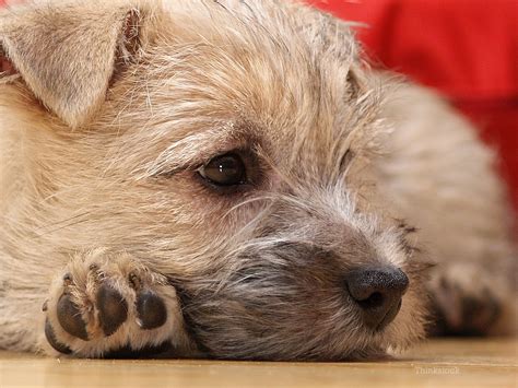What can you give a dog to stop vomiting at home? Throwing Up Undigested Food - Food Ideas