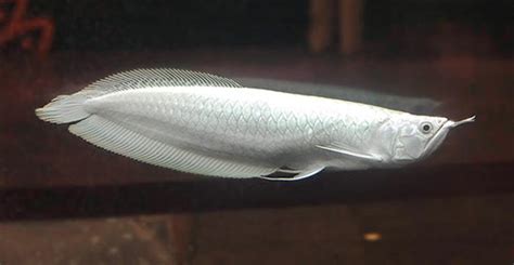 Betta fish are known for being tough, but that doesn't mean that you should neglect them. Platinum Arowana - Live Tropical Fish - Live Tropical Fish