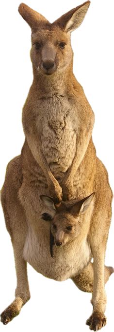 Kangaroo Png Transparent Image Download Size 235x681px