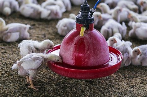 Indian Poultry Farms Are Breeding Drug Resistant Superbugs Pakistan