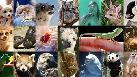 Are These The Worlds Cutest Creatures Cnn Travel