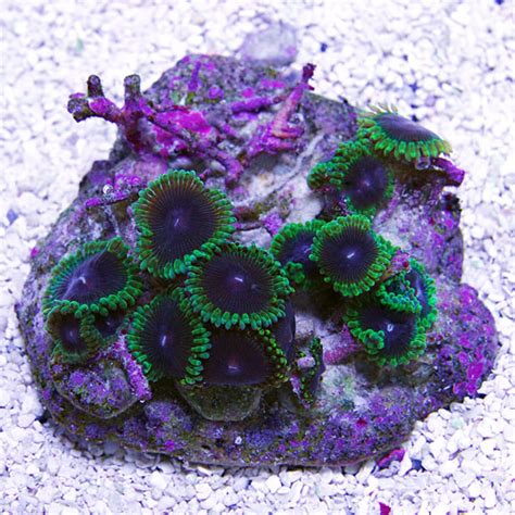 Colony Polyp Joker Zoanthus Sp Saltwater Aquarium Corals For Marine