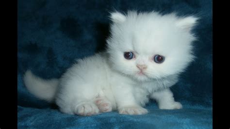 Cfa White Male Persian Kitten With Blue Eyes Youtube