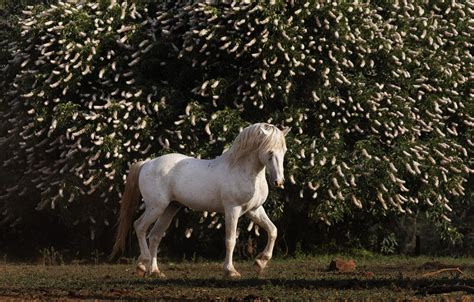 mustang stallion   wild horse  melissa farlow