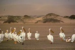 Walfischbucht: Namib-Wüste und Dünen - Fototour | GetYourGuide