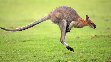 Canguro Marsupial Australia Animales Wallpapers Hd Desktop And