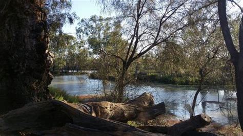 Murray River National Park Berri From Usd 109 Top Tips Before You