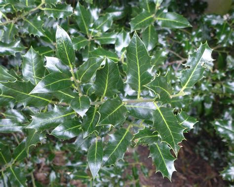 Native Trees Trail Holly Botanics Stories