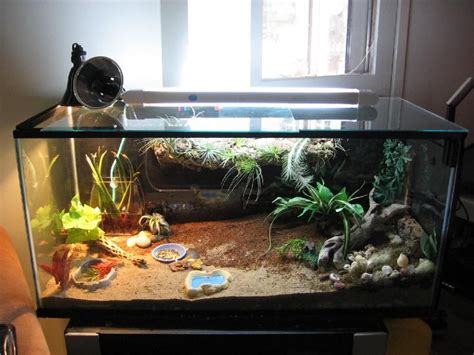 Check spelling or type a new query. Pin on Hermit crabs